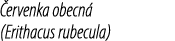  ervenka obecn (Erithacus rubecula)