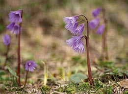 Closeup of alpine snowbells (Soldanella alpina, Primulaceae) in the Austrian Alps