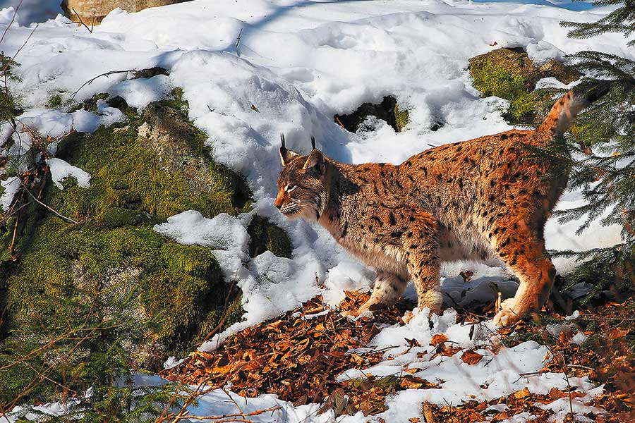 Rys ostrovid na Šumavě, foto: Libor Sváček